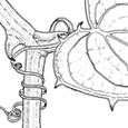 Smilax aspera